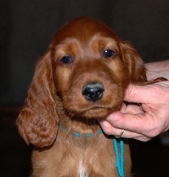 8 wks Teal boy
