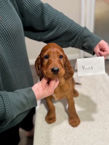 Rust boy at 8 weeks old.
