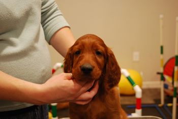 Brown boy at 6 weeks old.
