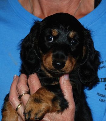 Head shot of Caper at 7 weeks old.
