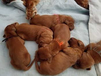 Nothing better than a puppy pile.
