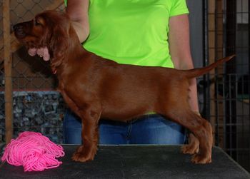 7 wks Pink girl
