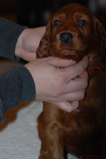 Red boy at 5 weeks.
