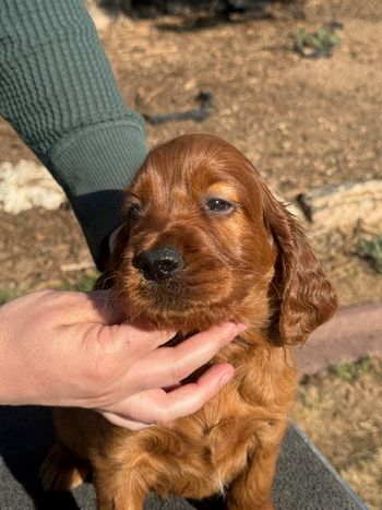 Black boy at 5 weeks old.
