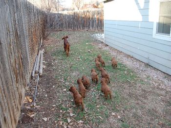 Then Journey would run away and they would chase her. They ran back and forth and I just laughed.
