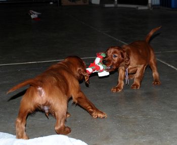 Tug-o-war is always fun!!
