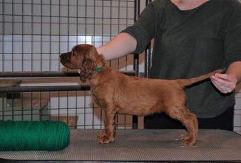 Green boy at 5.5 weeks old.

