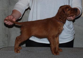 Purple girl at 7 wks old.
