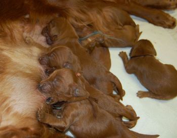 They are nursing machines now.

