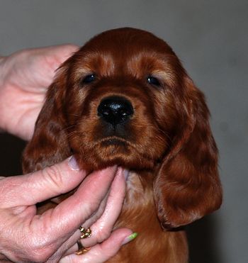Dark Green Boy - 6 wks
