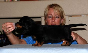 Caper being stacked for the first time at 7 wks old.
