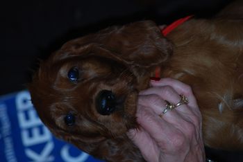 Red boy at 7 weeks.
