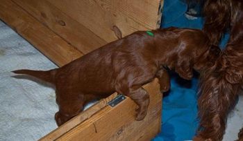 Keefer was the first one out of the whelping box.
