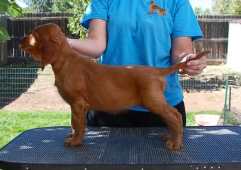 6 wks Peach Girl
