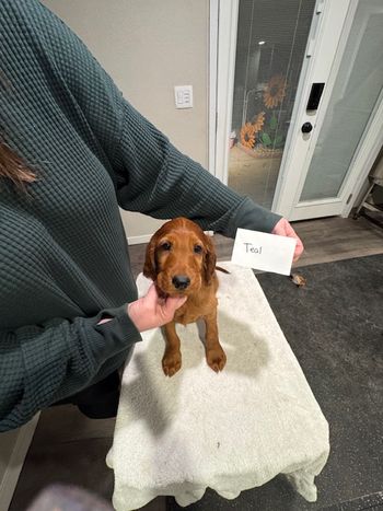 Teal boy at 8 weeks old.
