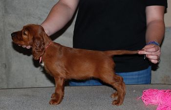 Pink girl 6 weeks old.
