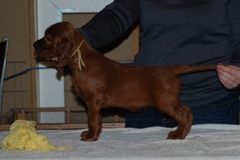 Yellow girl at 6 weeks.

