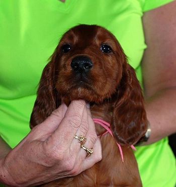7 wks Pink girl
