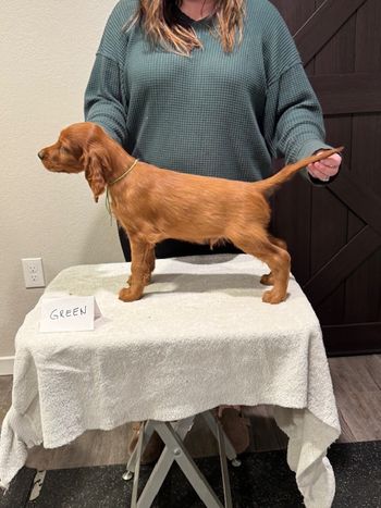 Green boy at 8 weeks old.
