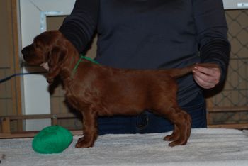 Green boy at 6 weeks.
