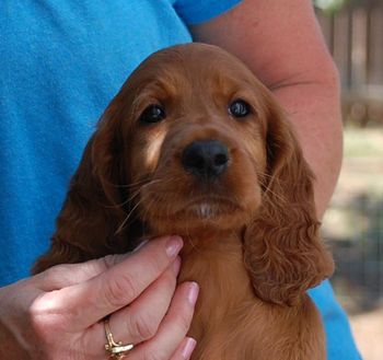 6 wks Peach Girl
