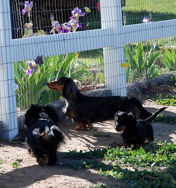 Whole family together - mom, dad, & Caper.
