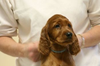 Blue Boy - 8 weeks
