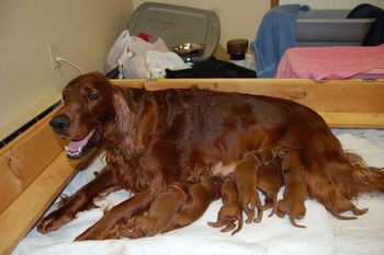 Look at how they are crawling all over mom - active little buggars!
