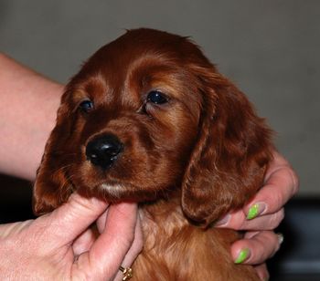 Purple Girl - 6 wks
