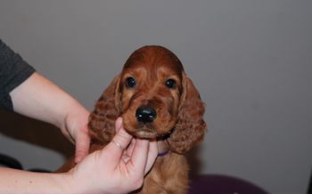 Purple girl at 7.5 weeks old.
