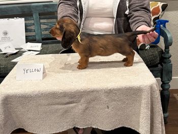 Yellow girl at 8 weeks.
