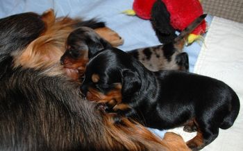 Both puppies have their eyes open now.  The dapple boy is doing soooo much better!
