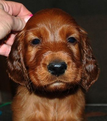 Dark green boy at 5 wks old.
