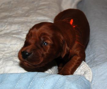Eyes are opening and they are starting to "wobble walk" now.
