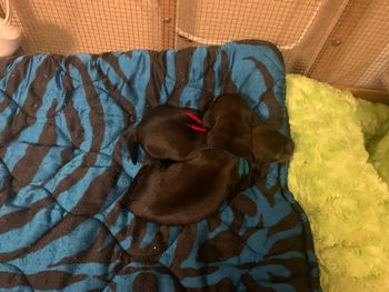 Babies are 8 days old today!
