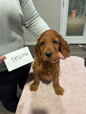 Yellow girl at 7 weeks old.
