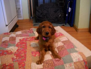"Reilly" Teal Boy Ilene & Doug Cooper Texas
