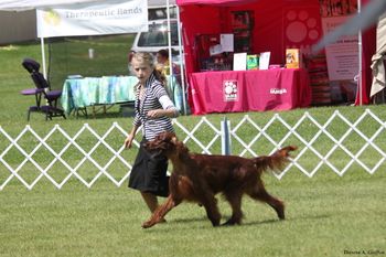 CH. Galewinns Grace & Glory at Huntersglen "Kibby" being shown in Wisconsin by a junior handler. He was "Select Dog" and earned points toward his Grand Championship. Owners: Kim & Tim Kleinschmidt Sheboygan, WI
