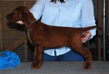8 wks Blue boy

