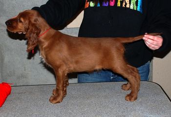 9 wks Red boy
