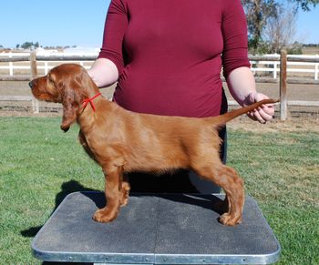 Red boy at 7 weeks.
