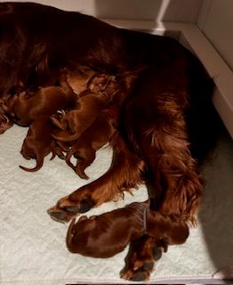 5 days old
