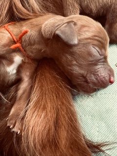 3 days old
