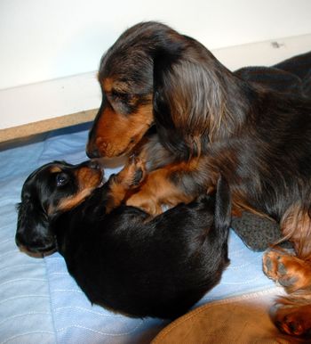 She plays with Mom now - it is too cute to watch them.
