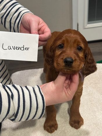 Lavender girl at 6 weeks old.
