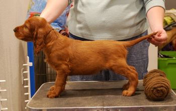 Brown boy at 6 weeks old.
