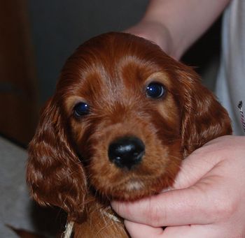 White girl at 7 wks old.
