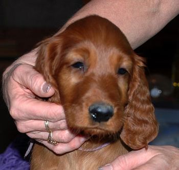 8 wks Purple girl
