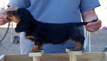 Zipper at 10 wks old.
