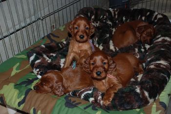 I put a raised bed in the kennel and they are having a ball climbing up on it.
